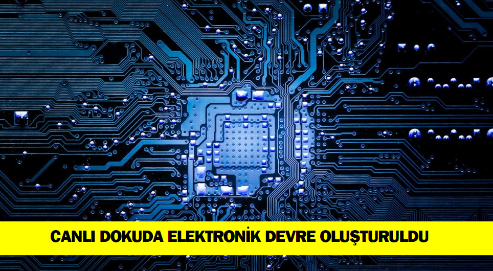 Canlı Dokuda Elektronik Devre Oluşturuldu